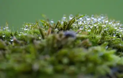 Mossy lawns