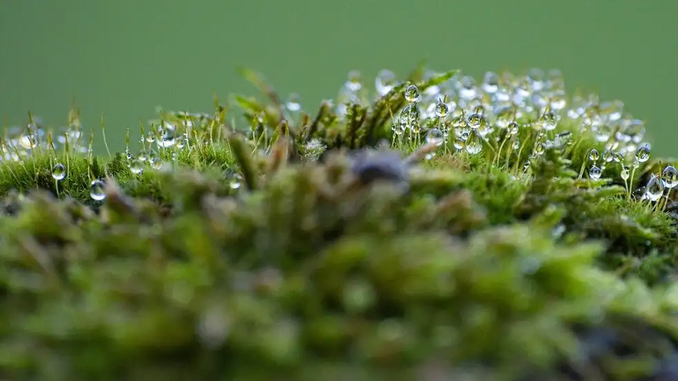 Mossy lawns