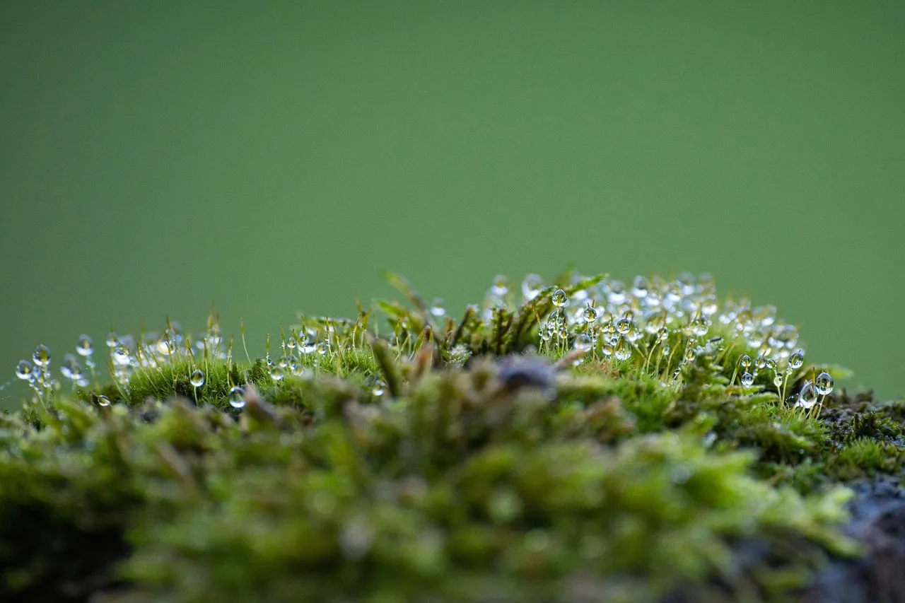 A mossy lawn showing moss taking over from grass