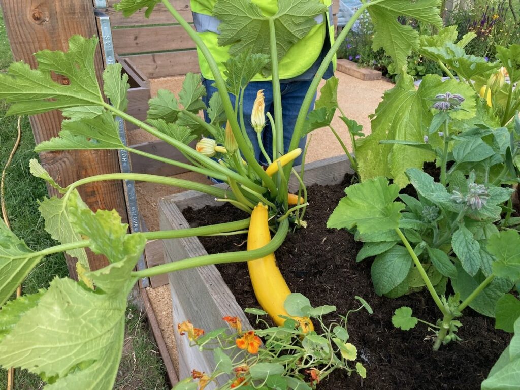 How to plant courgettes