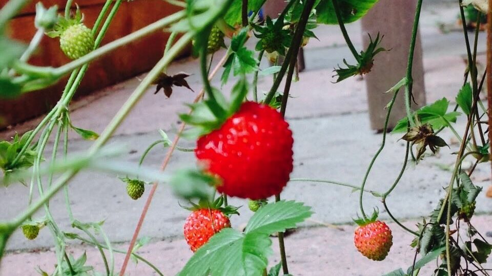 Growing strawberries guide