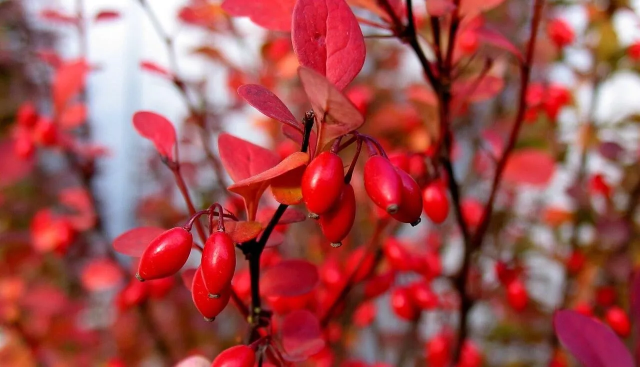 Berberis pruning