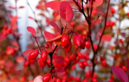 Berberis pruning
