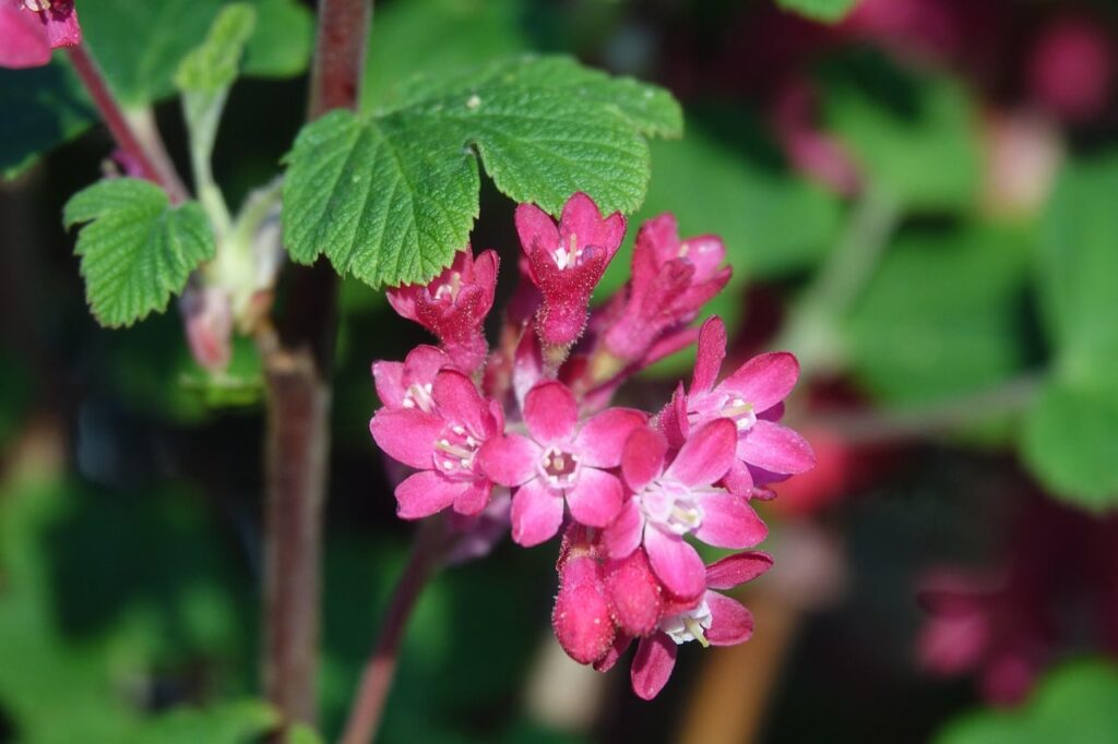 Ribes prunign guide