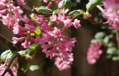 Ribes pruning guide for beginners