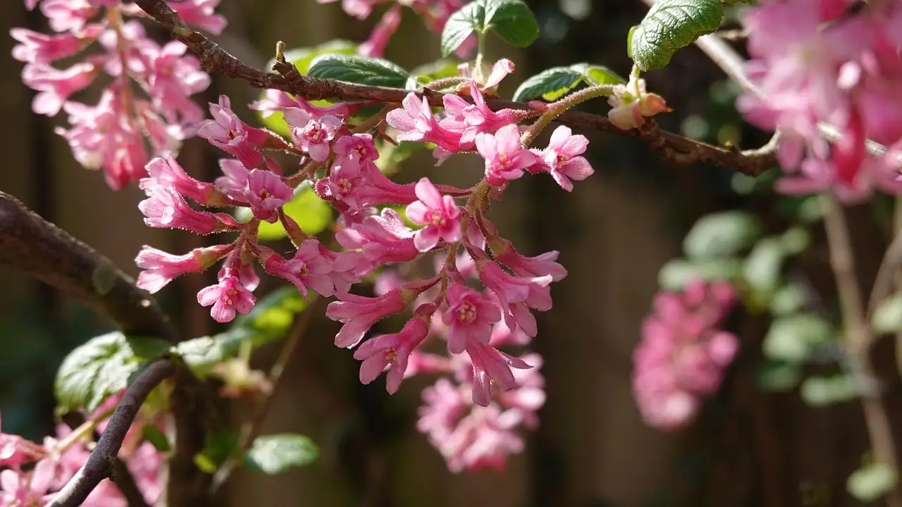 Ribes pruning guide for beginners