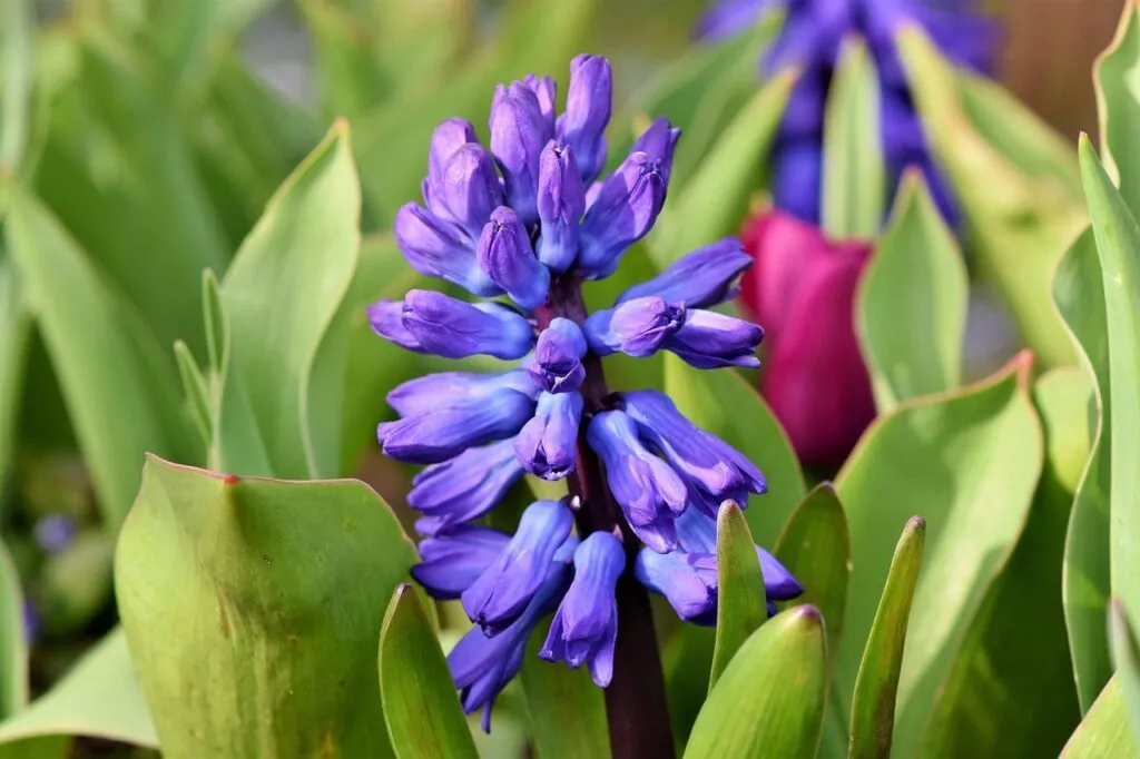 Blue hyacinth