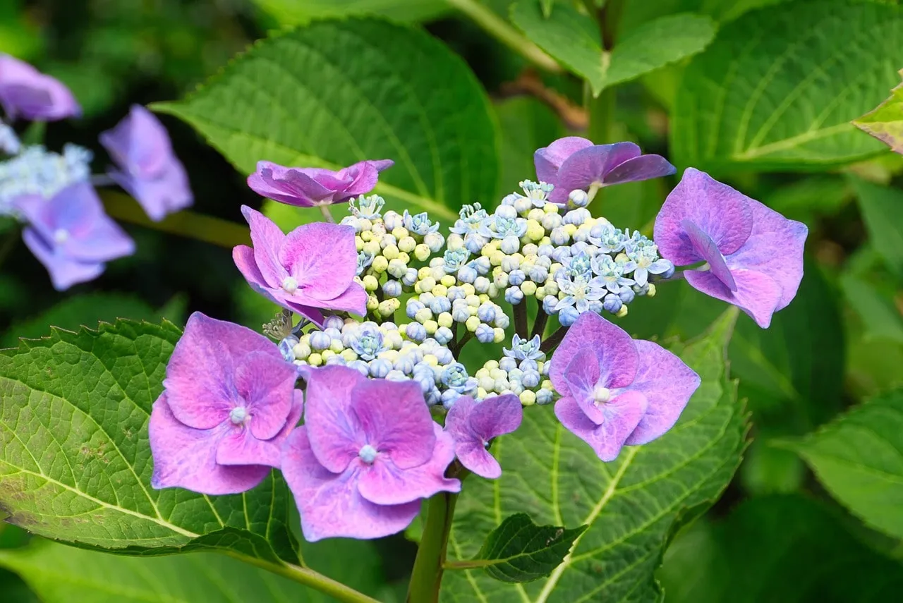 Purple hydrangea flowering well in a UK garden