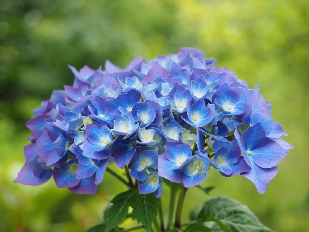 Blue hydrangea