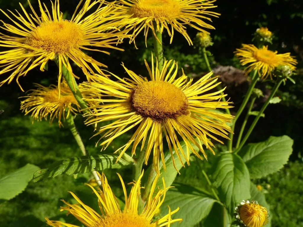 Yellow inula flowers
