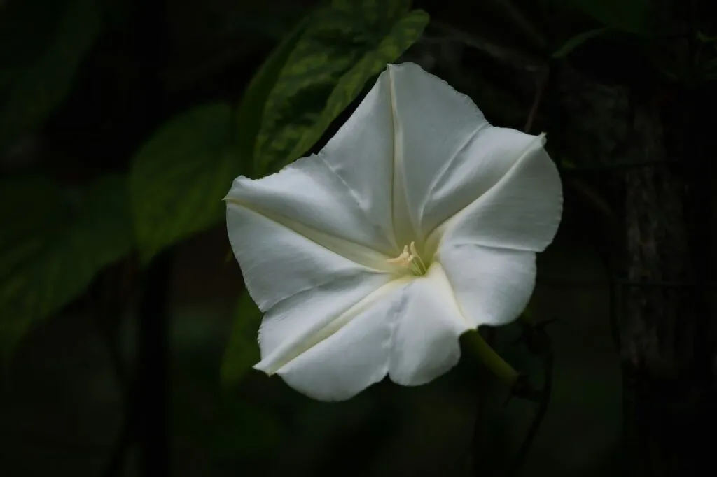 Moon flower