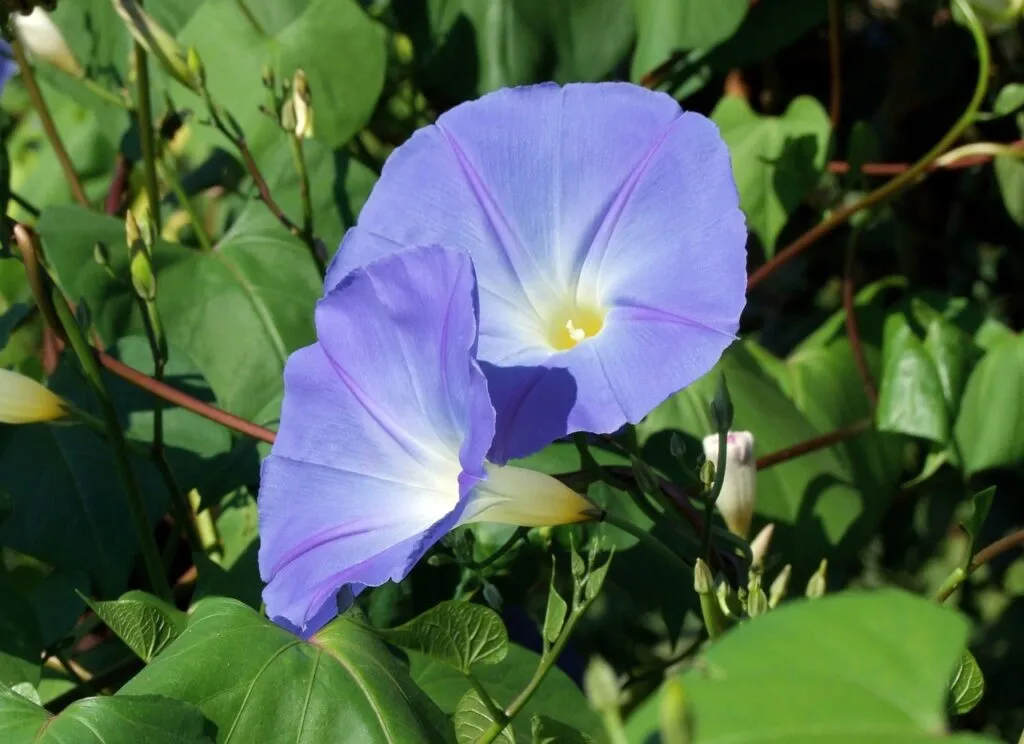 Morning glory