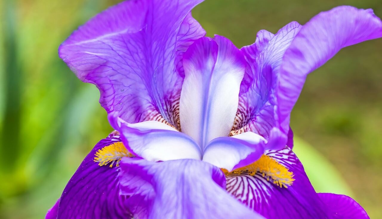 Purple iris