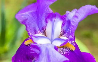 Purple iris