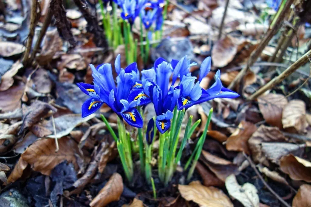 Blue iris