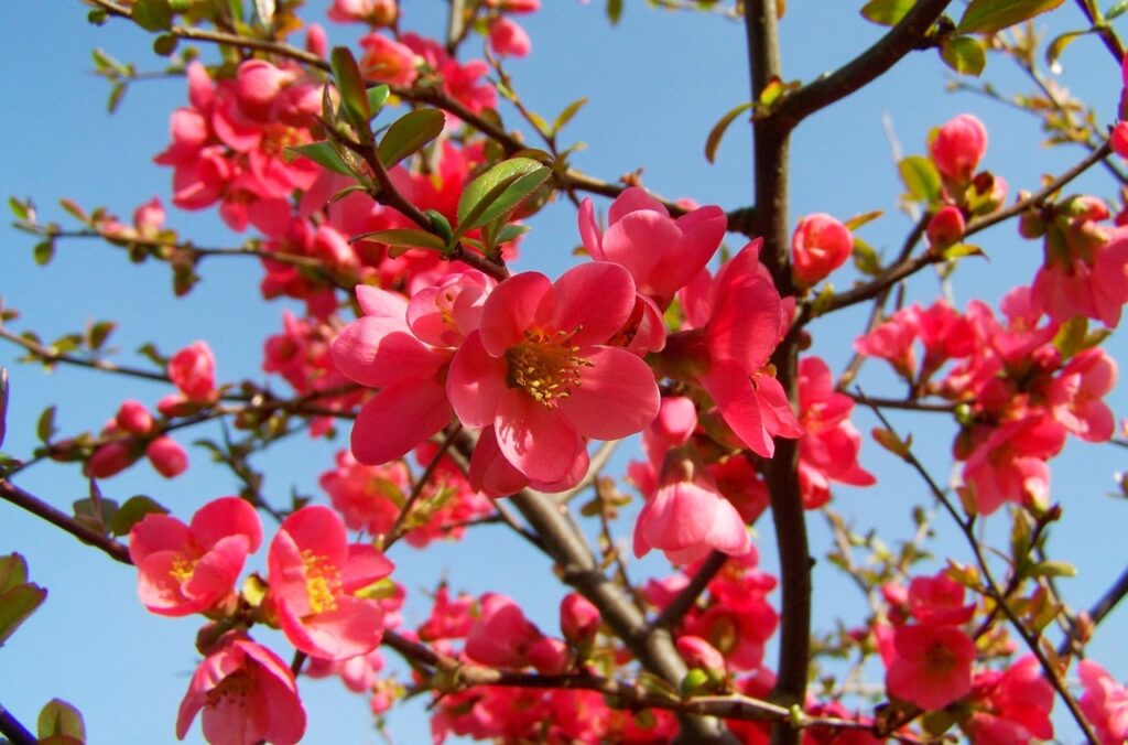 Red garden flowers