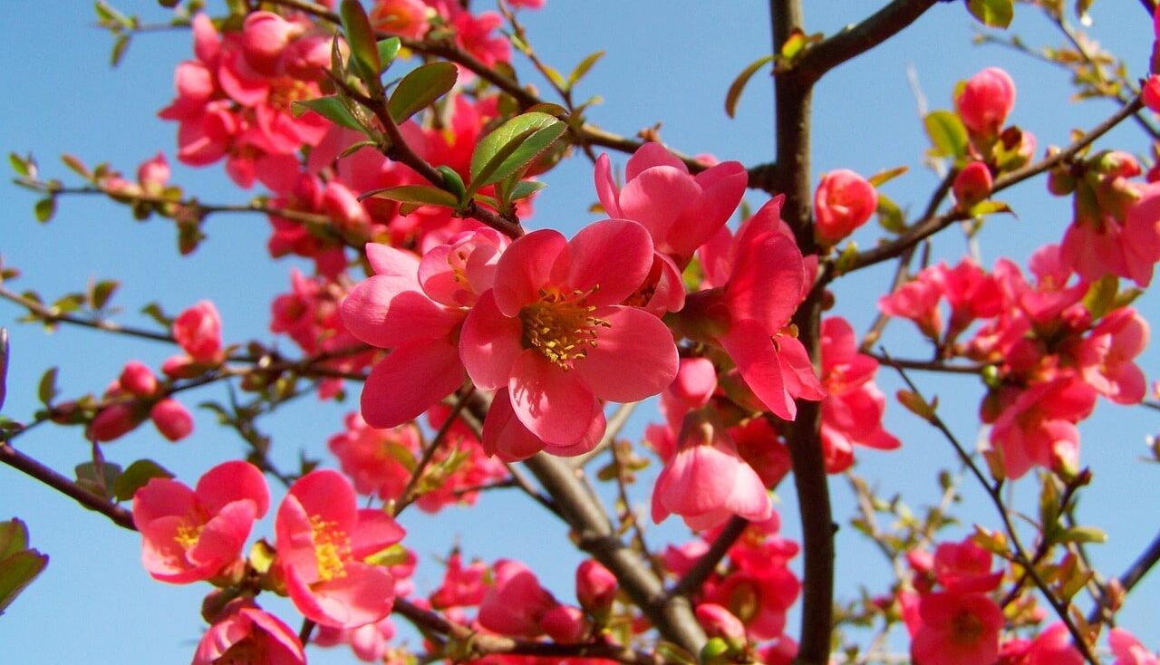Red garden flowers
