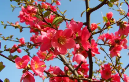 Red garden flowers
