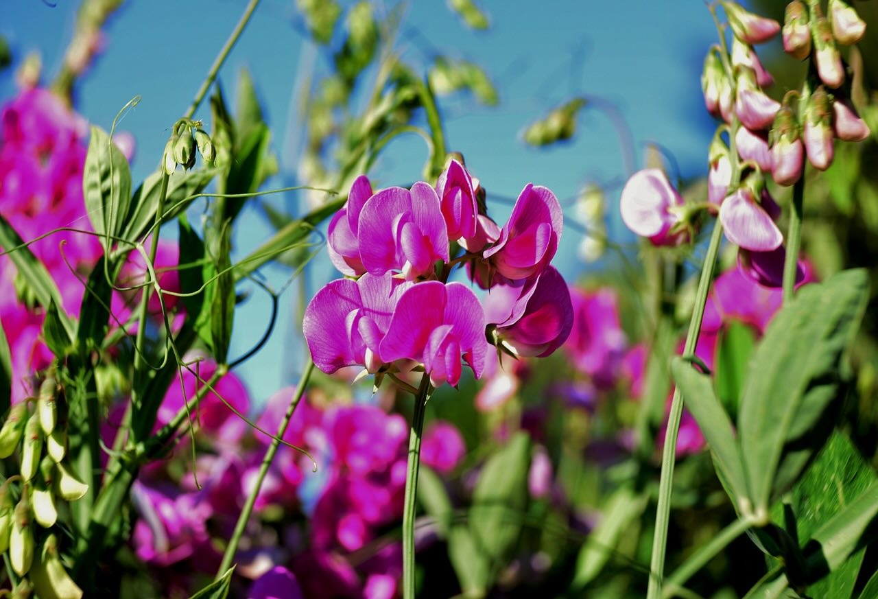 Lathyrus sweet pea purple plants