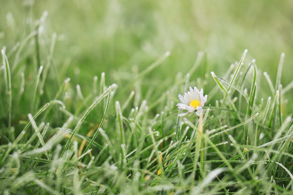 Mossy lawn care guide