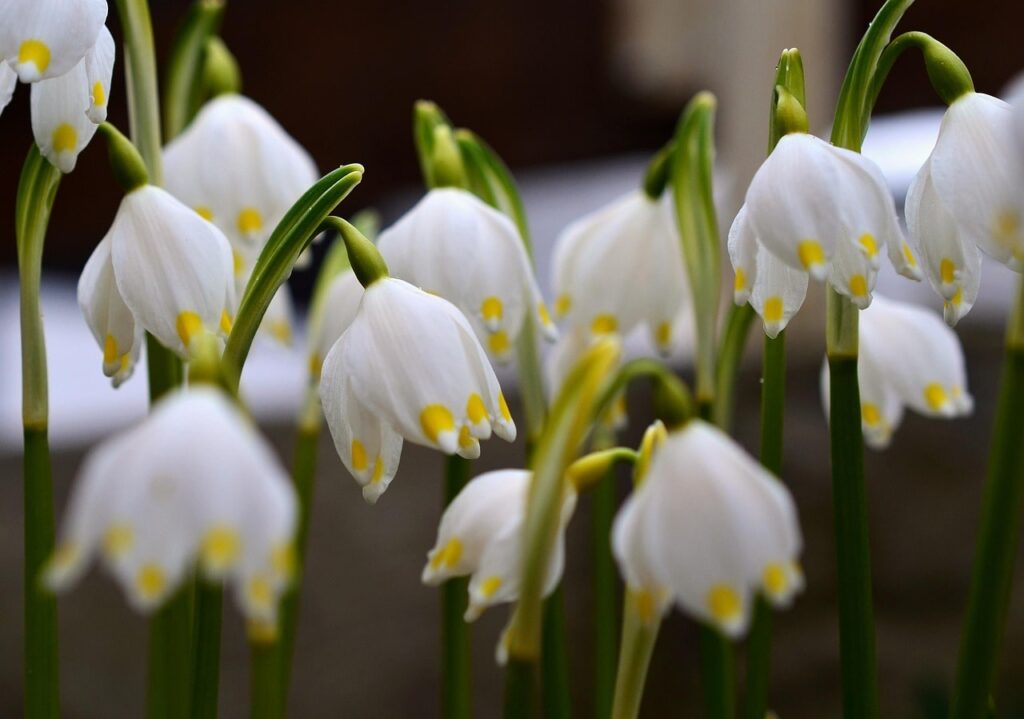 Spring snowdrops