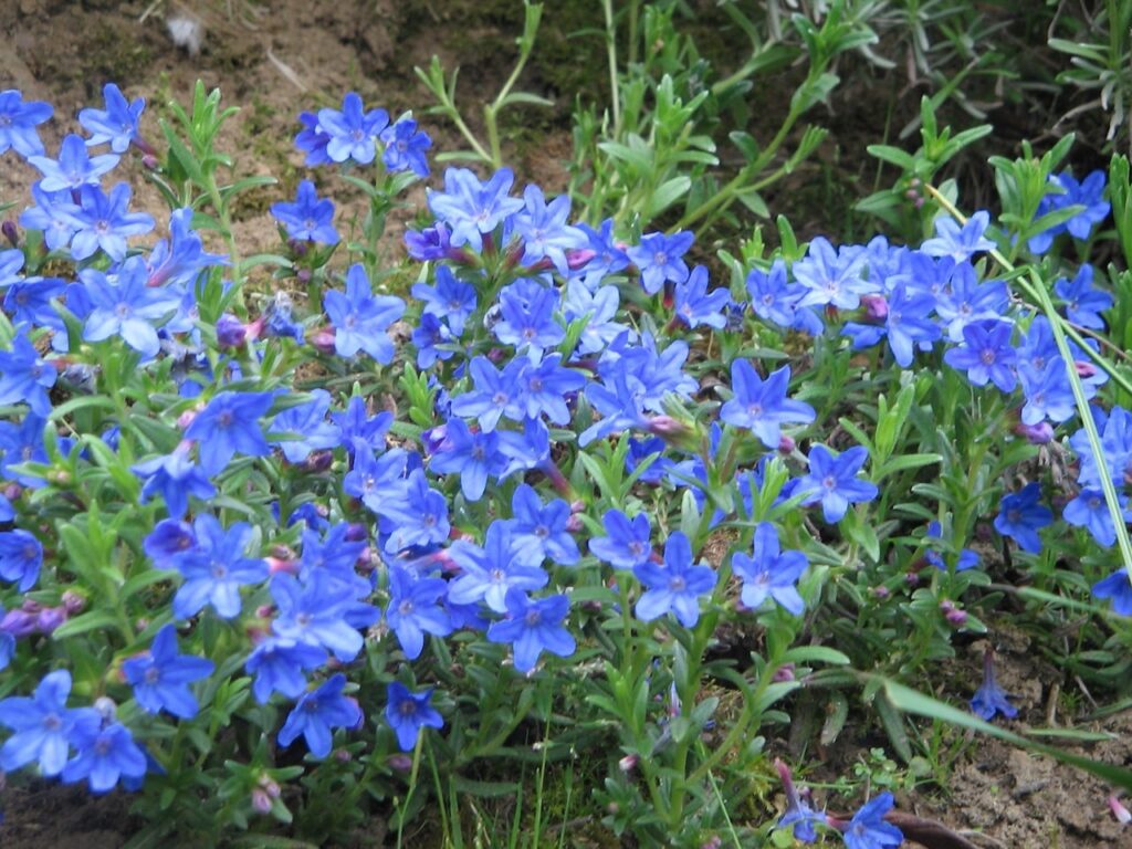 Blue plants