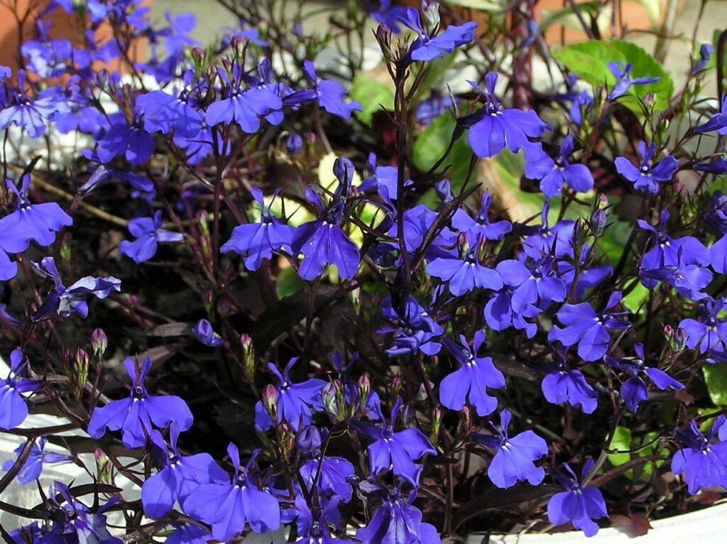 Blue lobellia