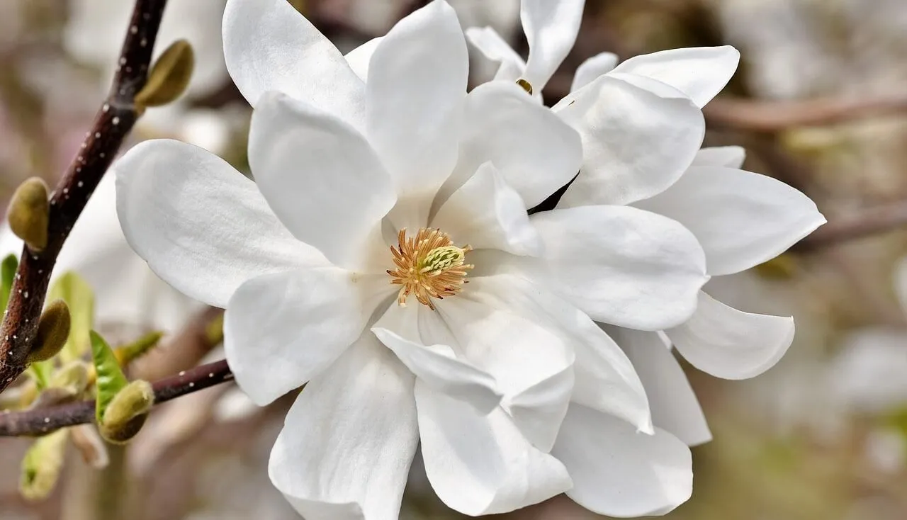 Magnolia night scented plants