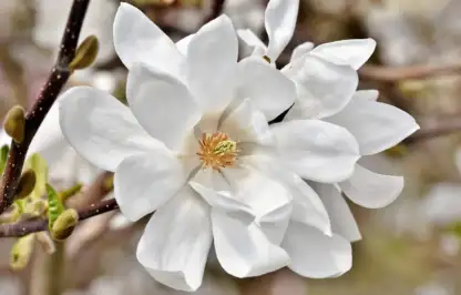 Magnolia night scented plants