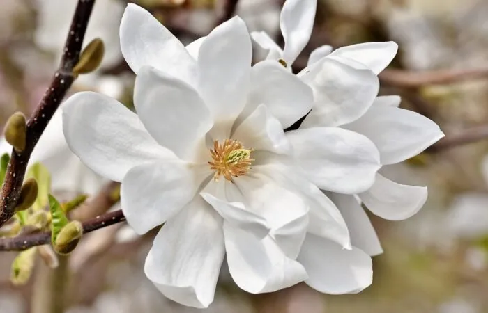 Magnolia night scented plants