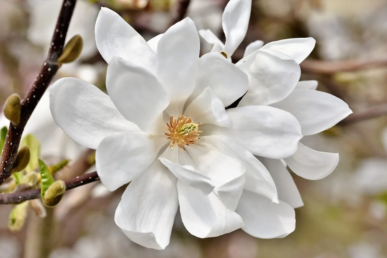 Magnolia night scented plants