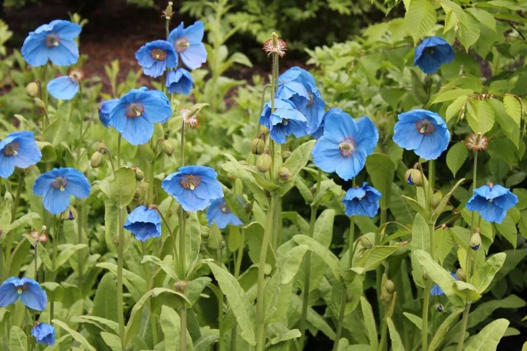 Blue poppies for an east facing garden