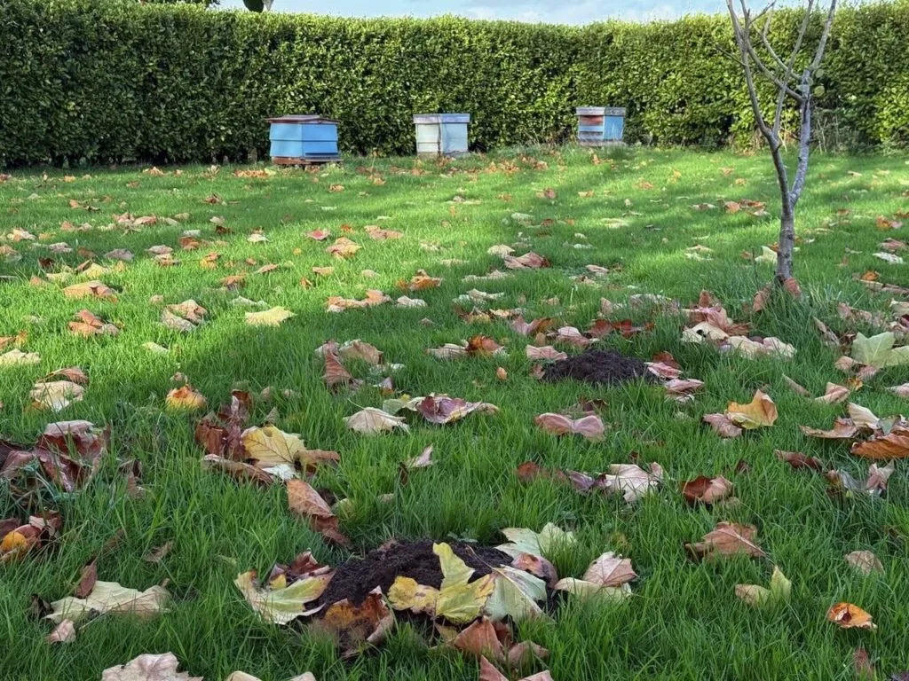 Mole hill removal