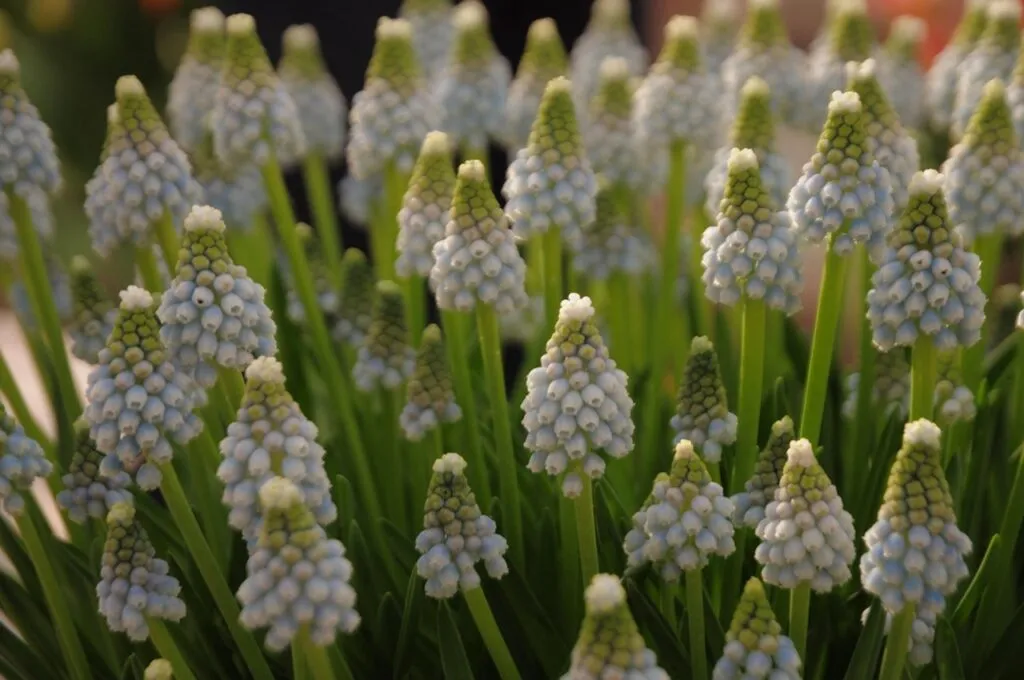 White muscari bulbs