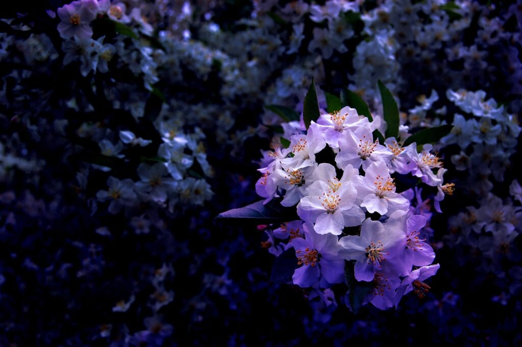 Plants for night time scent