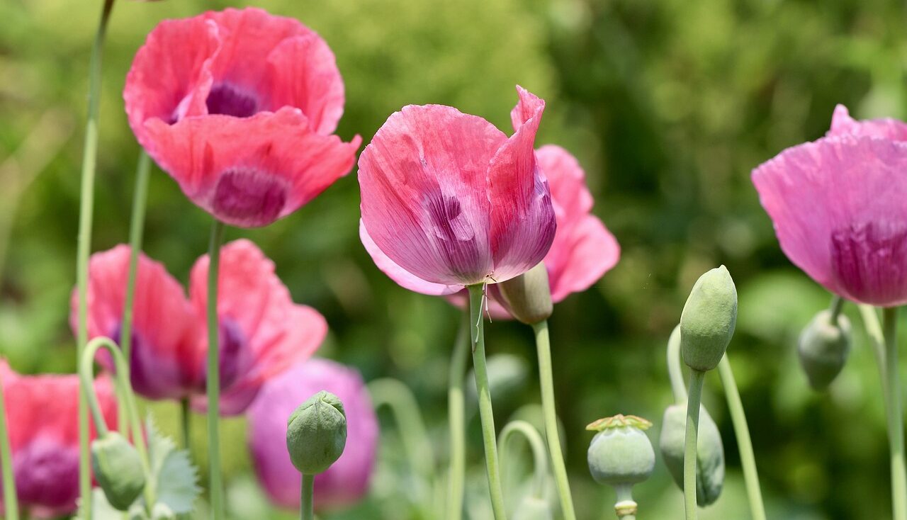 Cottage garden plants