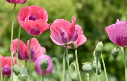 Cottage garden plants