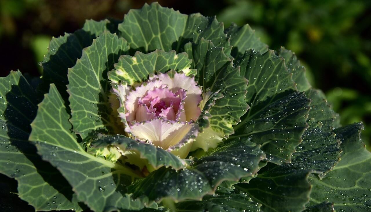 Winter cabbage for containers