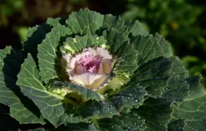 Winter cabbage for containers