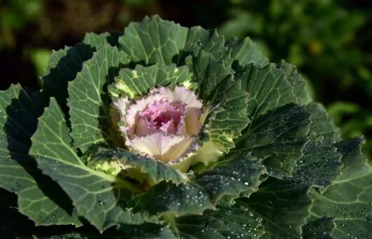 Winter cabbage for containers