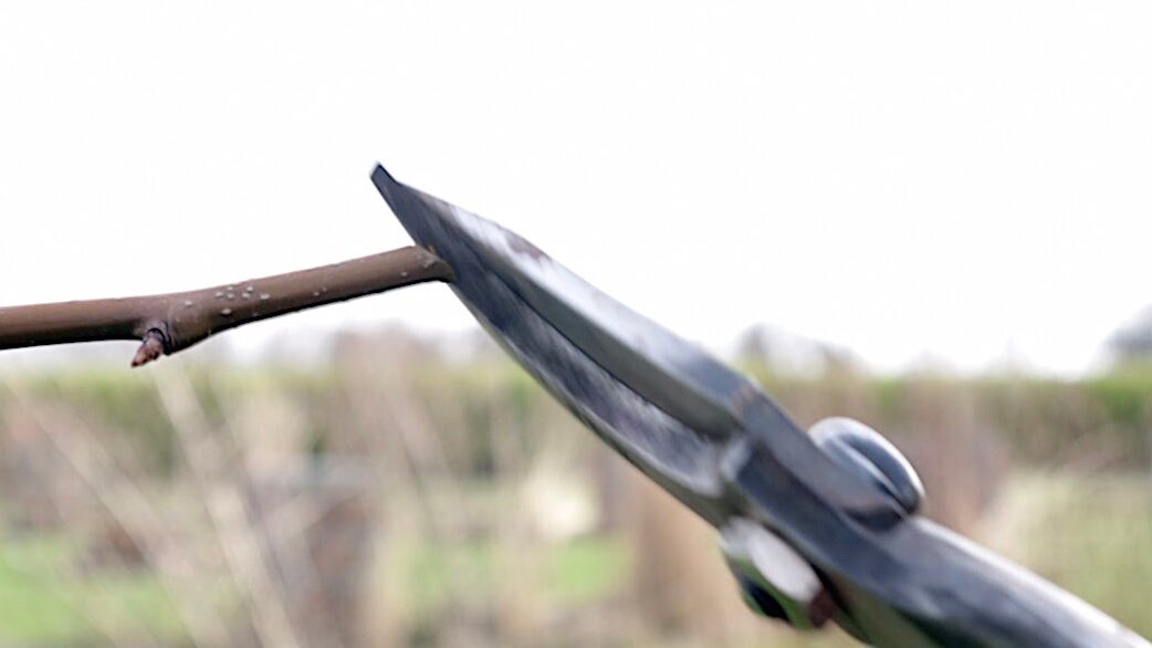 A neat pruning cut on a pear branch
