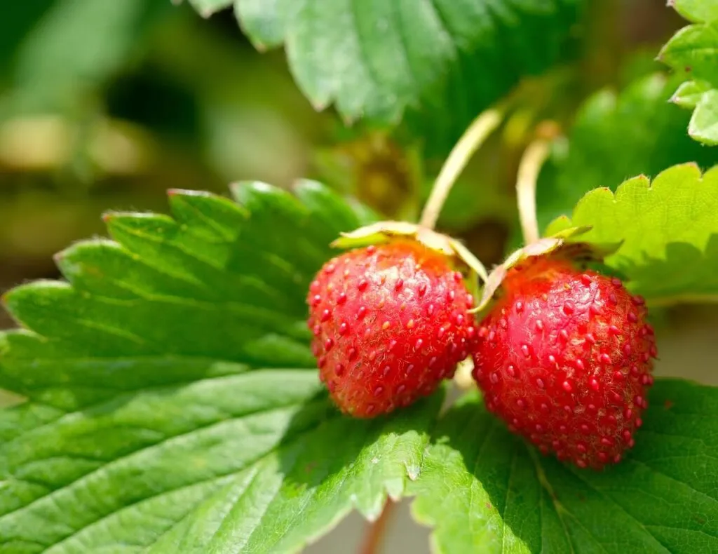 How to grow strawberries easily