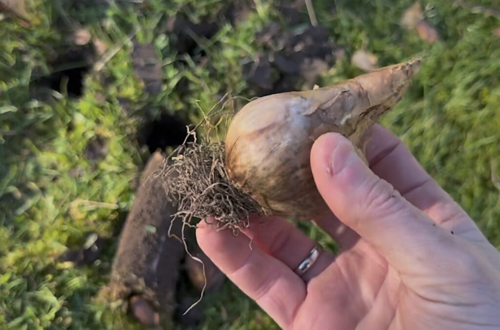 How to use a bulb planter