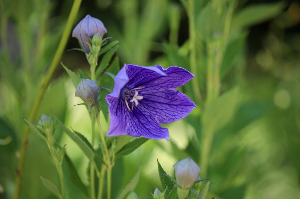 Blue balloon flowers