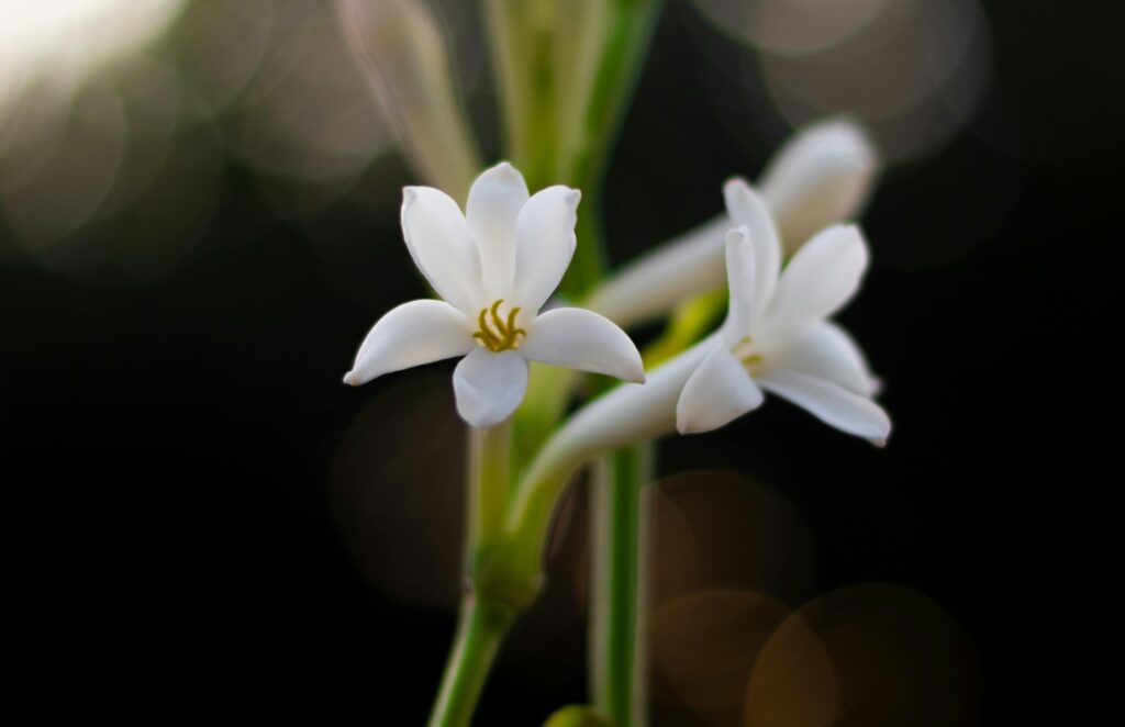 Polianthes night scented plants