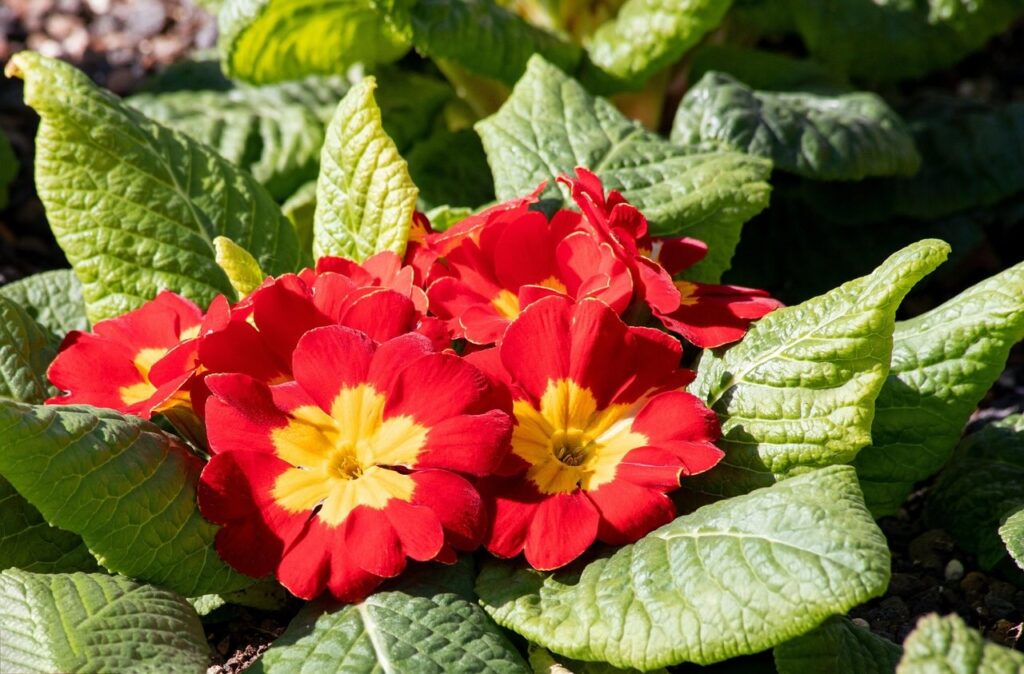 Red flowering primrose