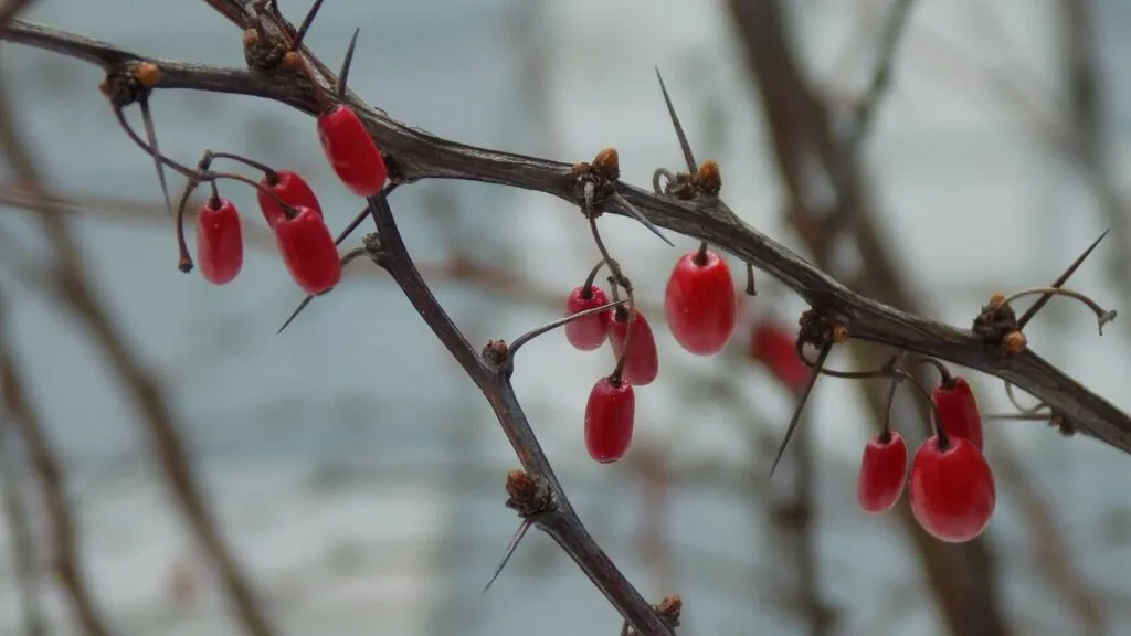 Deciduous berberis pruning