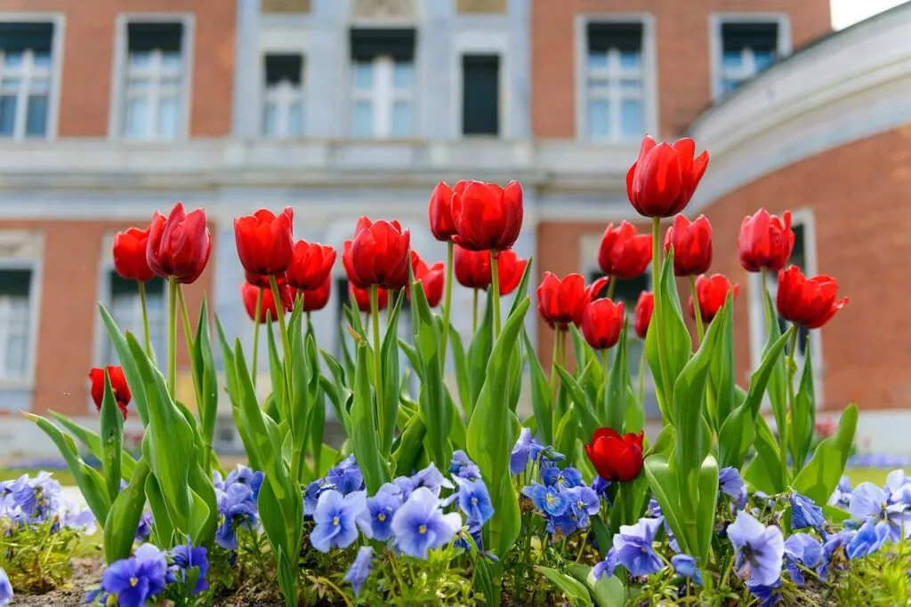 35 red garden plants