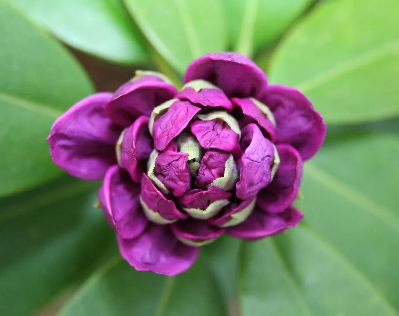 A rhododendron growing well in a sheltered position