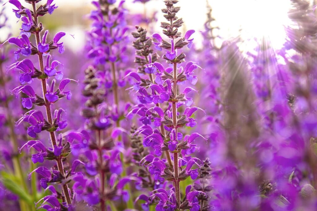 Best purple plants